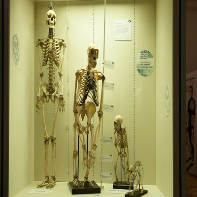 picture of four skeletons